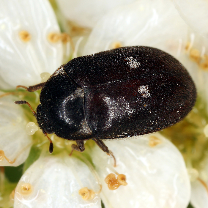 Gemeiner Pelzkäfer (Attagenus pellio) - © Erwin Holzer